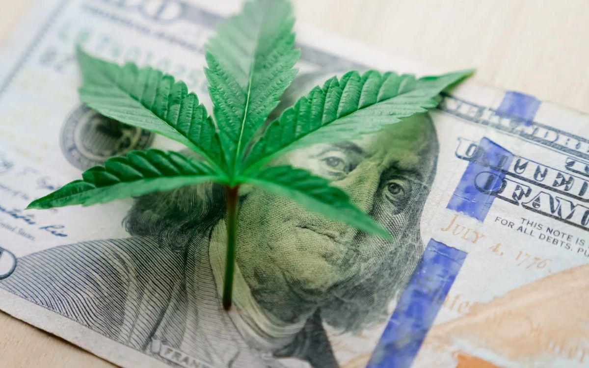 CBD Gras kaufen, aber wo?