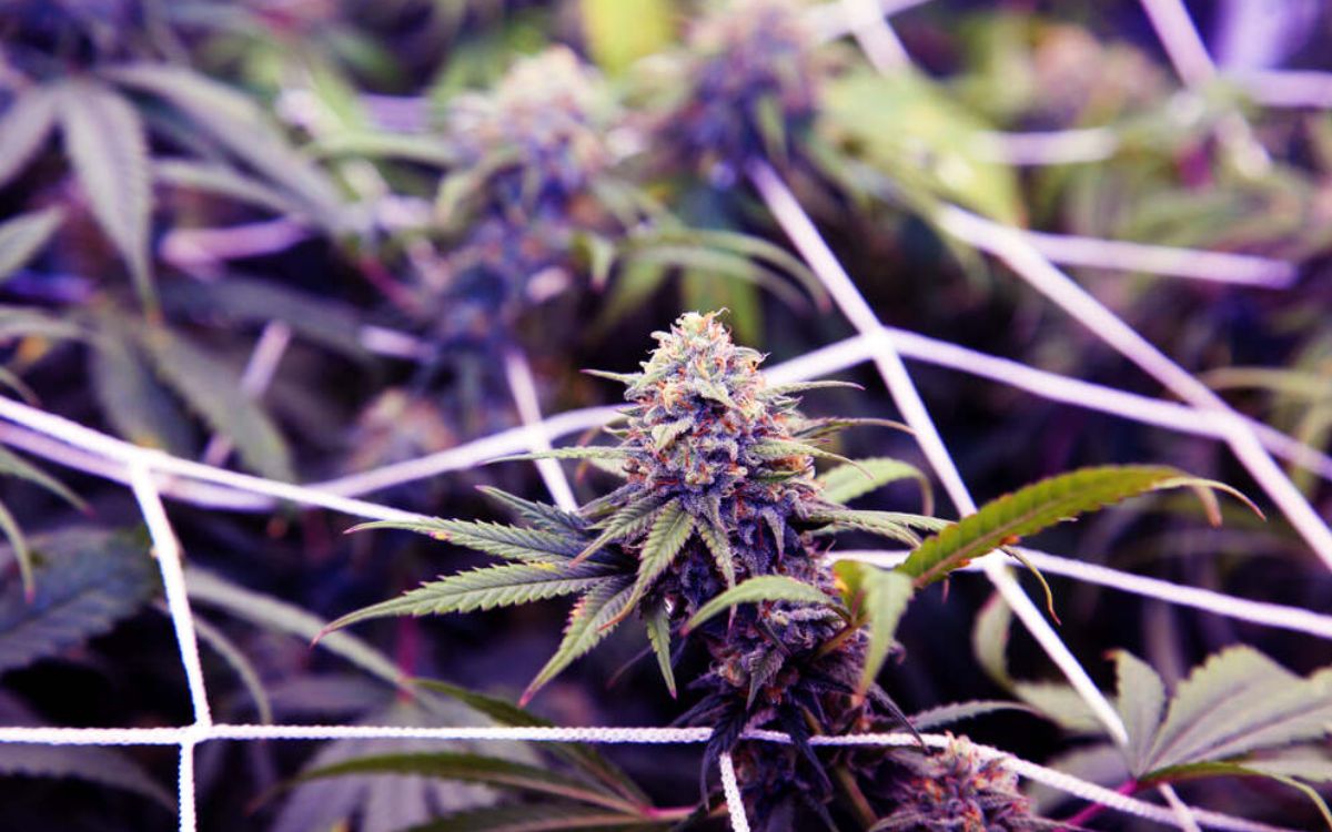 Purple Haze – Was ist das?