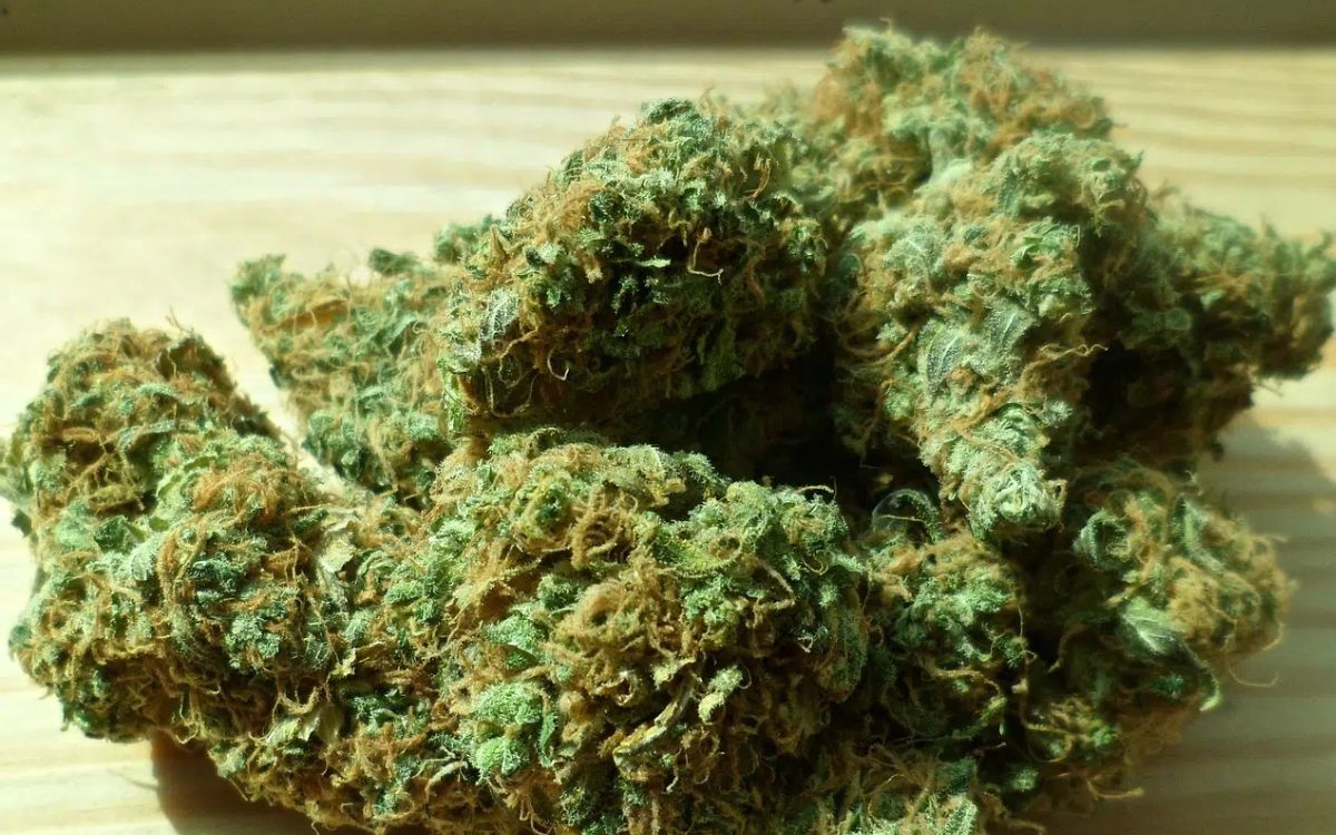 Qualität und Vielfalt: CBD Blüten in Deutschland kaufen bei CBD-Hase
